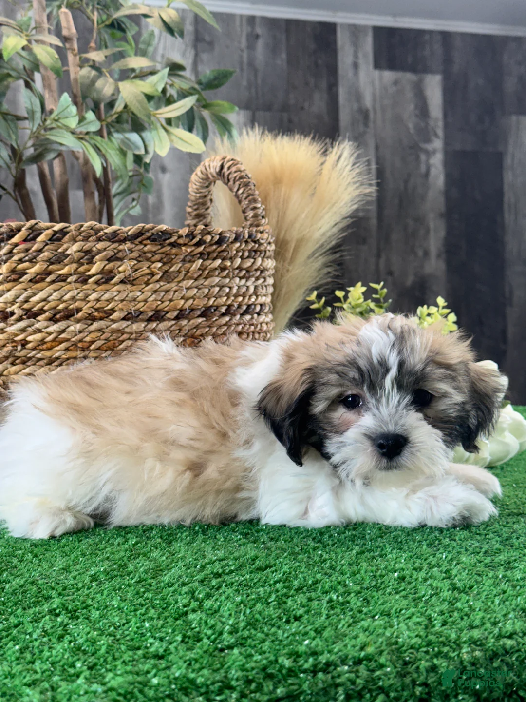 Mixed Breed dogs for sale: Lucky  - Ad 2