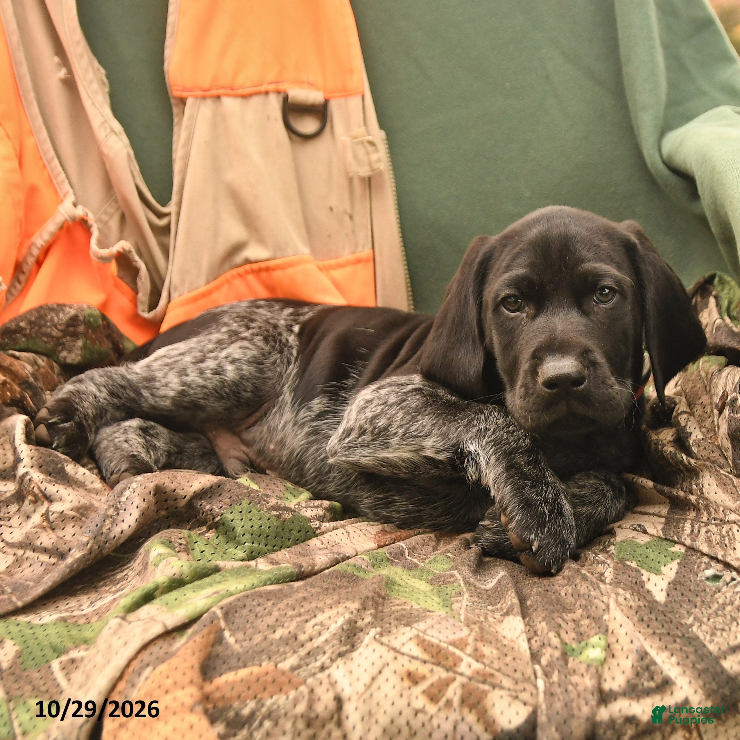 German Shorthaired Pointer dogs for sale: Storm   - Ad 2