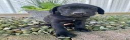 Cane Corso dogs for sale: Jordan - Ad 9