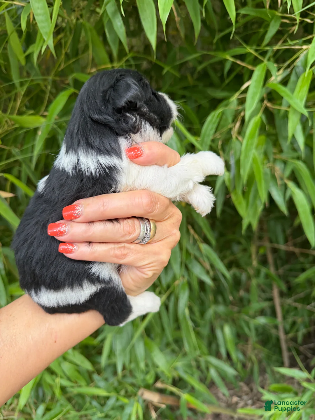 Miniature Schnauzer dogs for sale: Miniature Schnauzer Puppy 2 - Ad 2