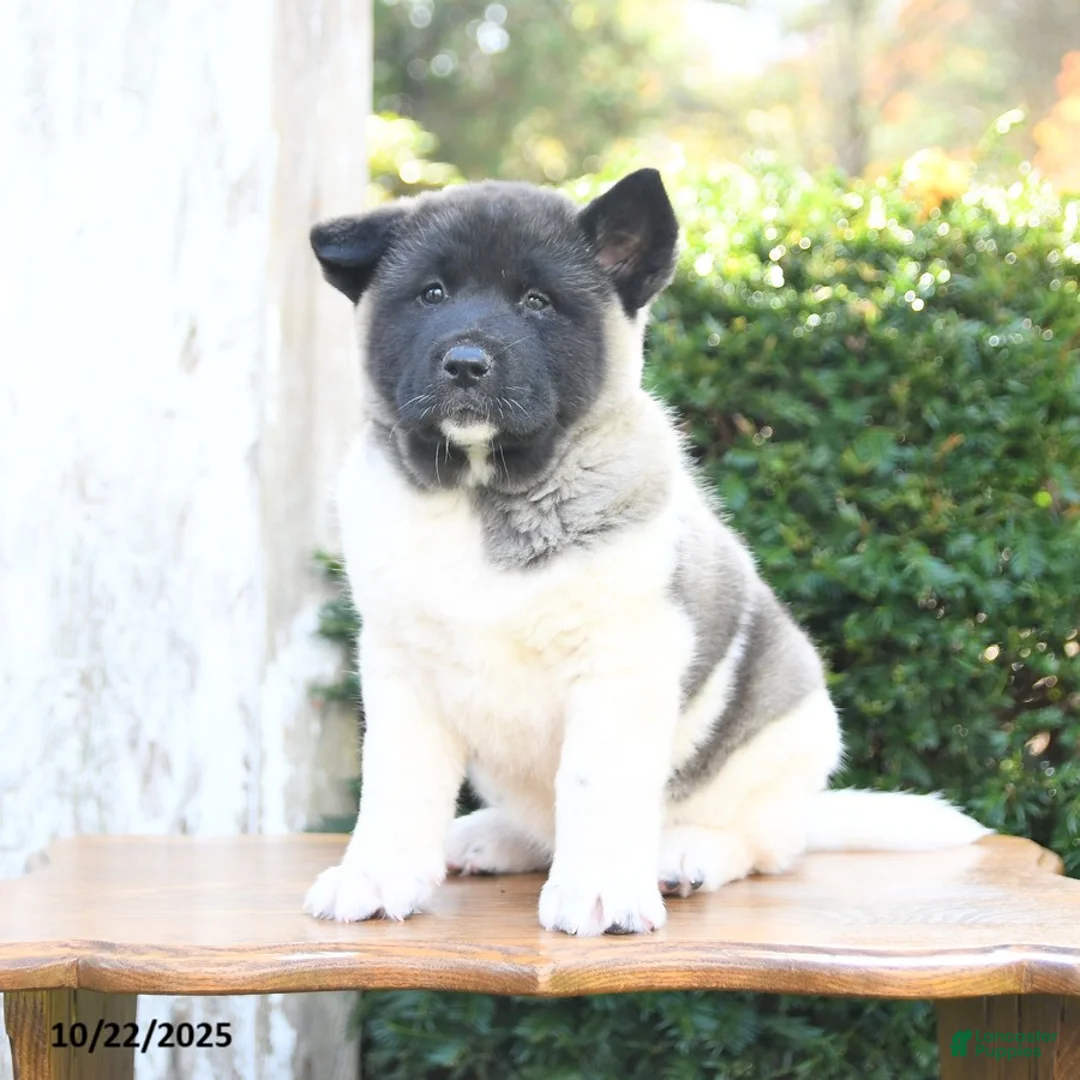 Akita dogs for sale: Tena - Ad 5