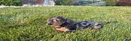 Miniature Dachshund dogs for sale: Joey - Ad 4