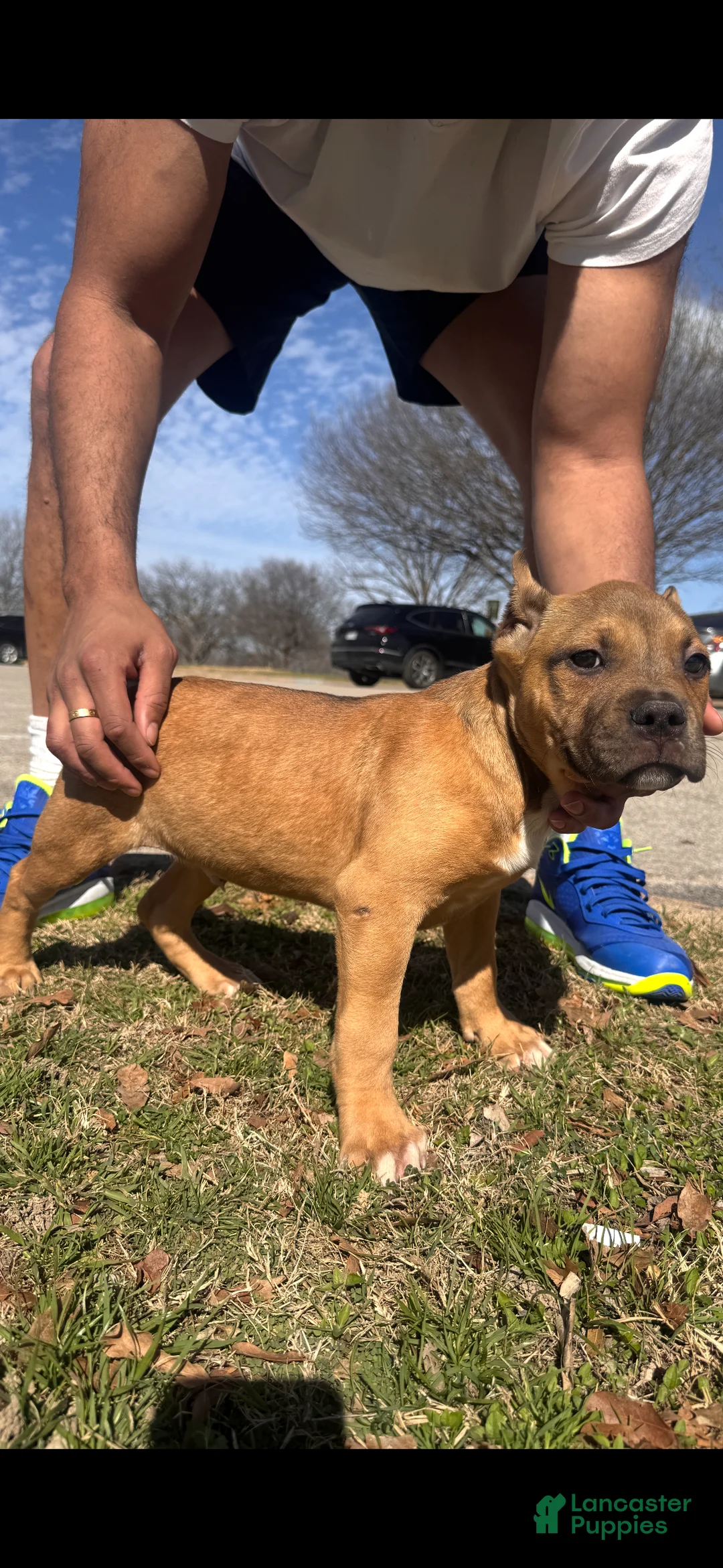 American Bully dogs for sale: Rocky (Bossy Kennels BL Sable XL Bully) - Ad 2