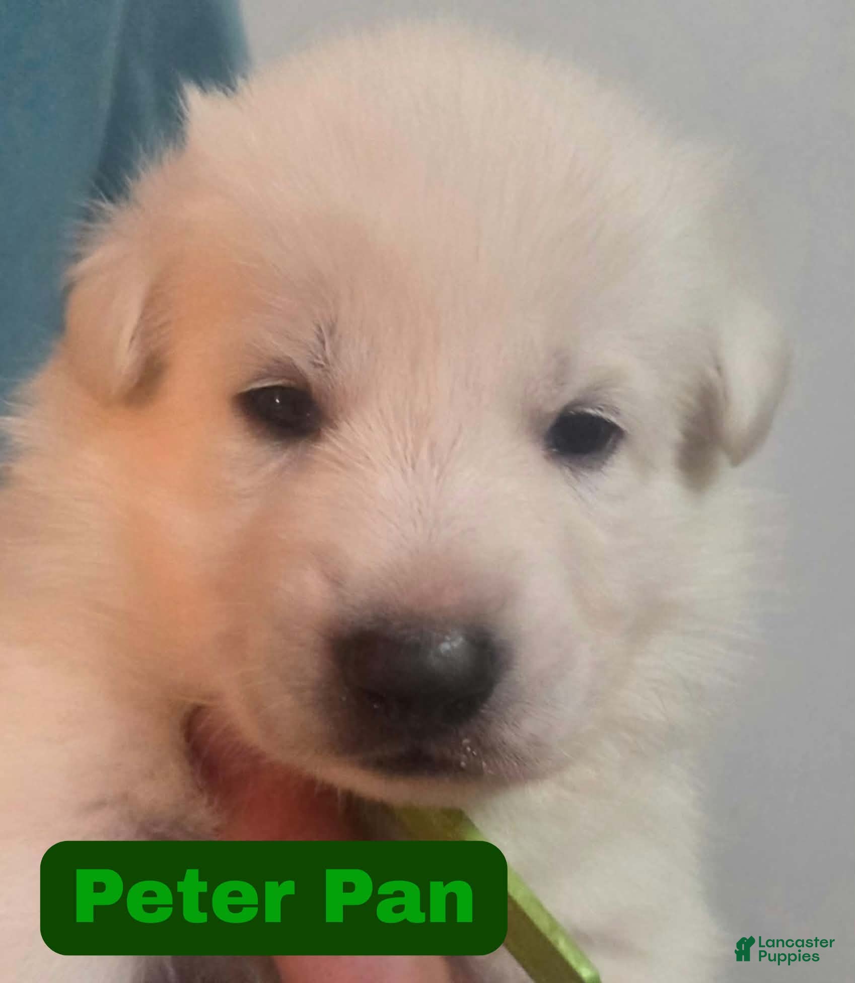 German Shepherd dogs Peter Pan - Ad 9