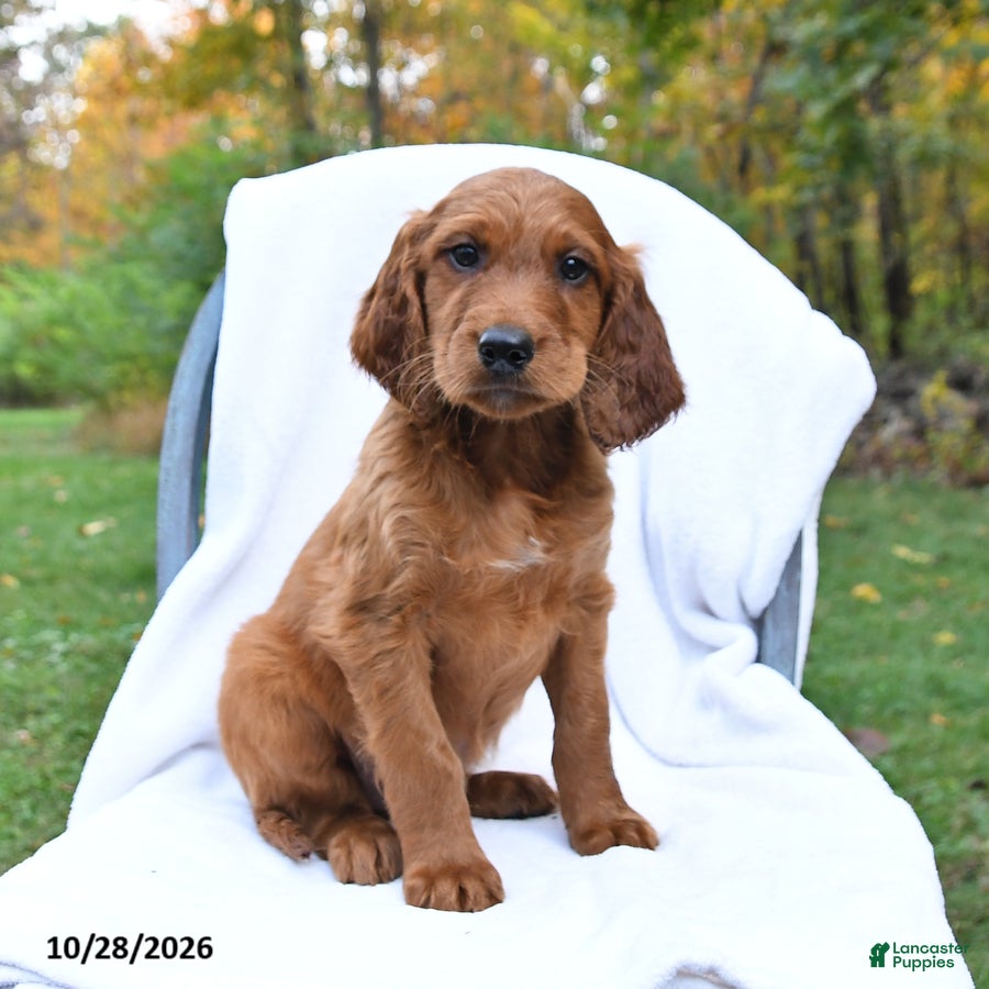Irish Setter dogs for sale: Captian - Ad 1