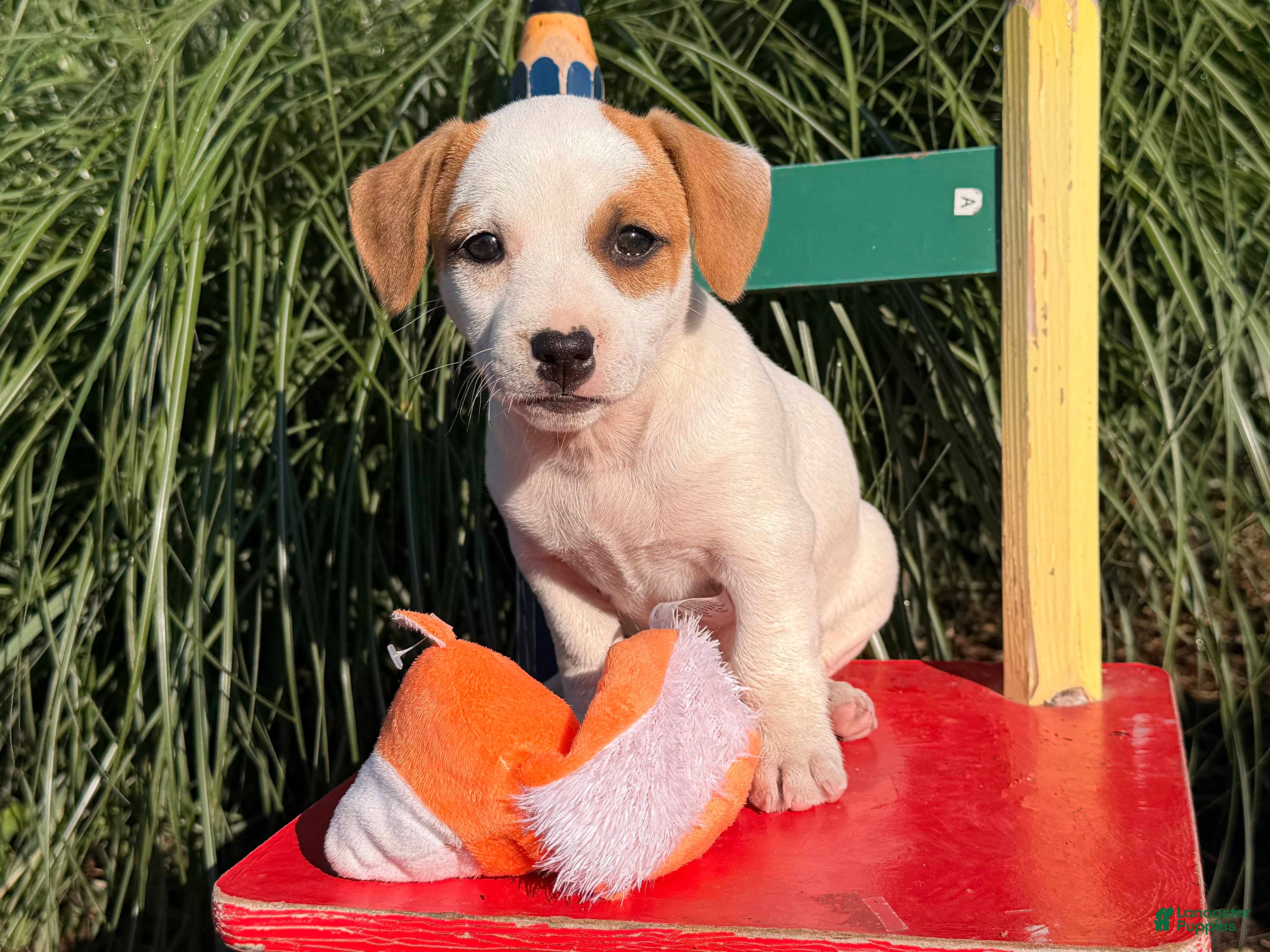 Jack Russell Terrier dogs Pansy - Ad 2