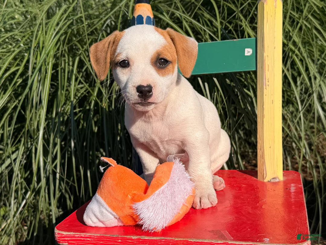 Jack Russell Terrier dogs for sale: Pansy - Ad 2