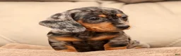 Miniature Dachshund dogs for sale: Indigo - Ad 7