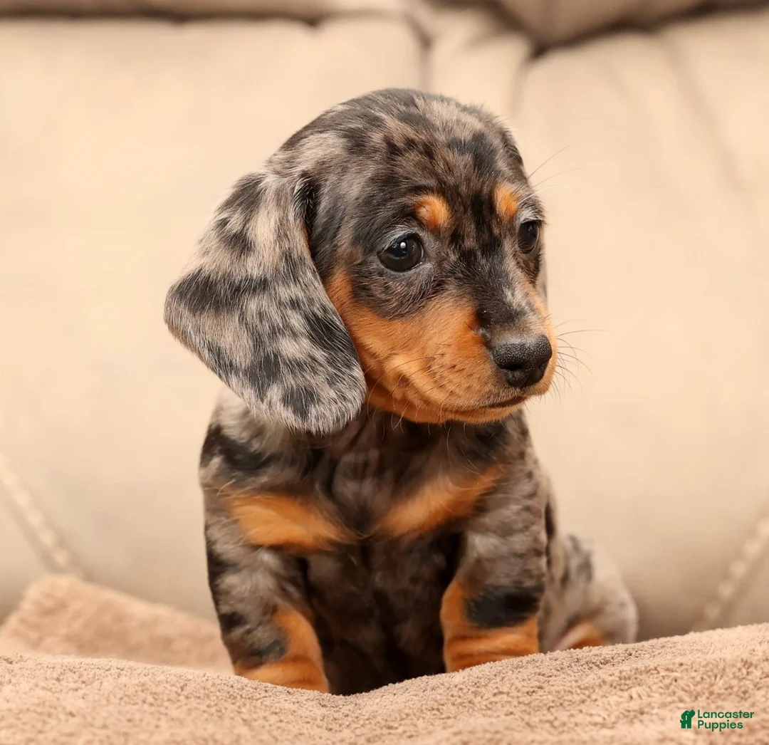 Miniature Dachshund dogs for sale: Indigo - Ad 7
