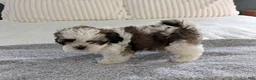 Teddy Bear dogs for sale: Milo - Ad 11