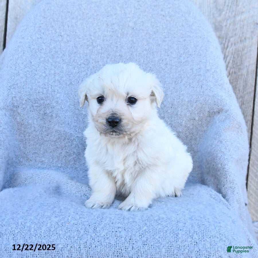 Golden Retriever dogs Winter - Ad 18