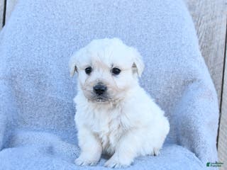 Golden Retriever dogs Winter - Ad 22