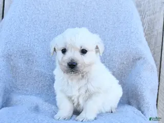 Golden Retriever dogs Winter - Ad 2