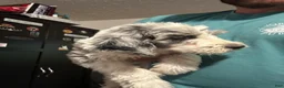 Mixed Breed dogs for sale: Diamond - Ad 6