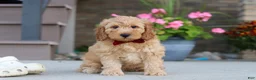 Miniature Labradoodle dogs for sale: Jasper - Ad 2