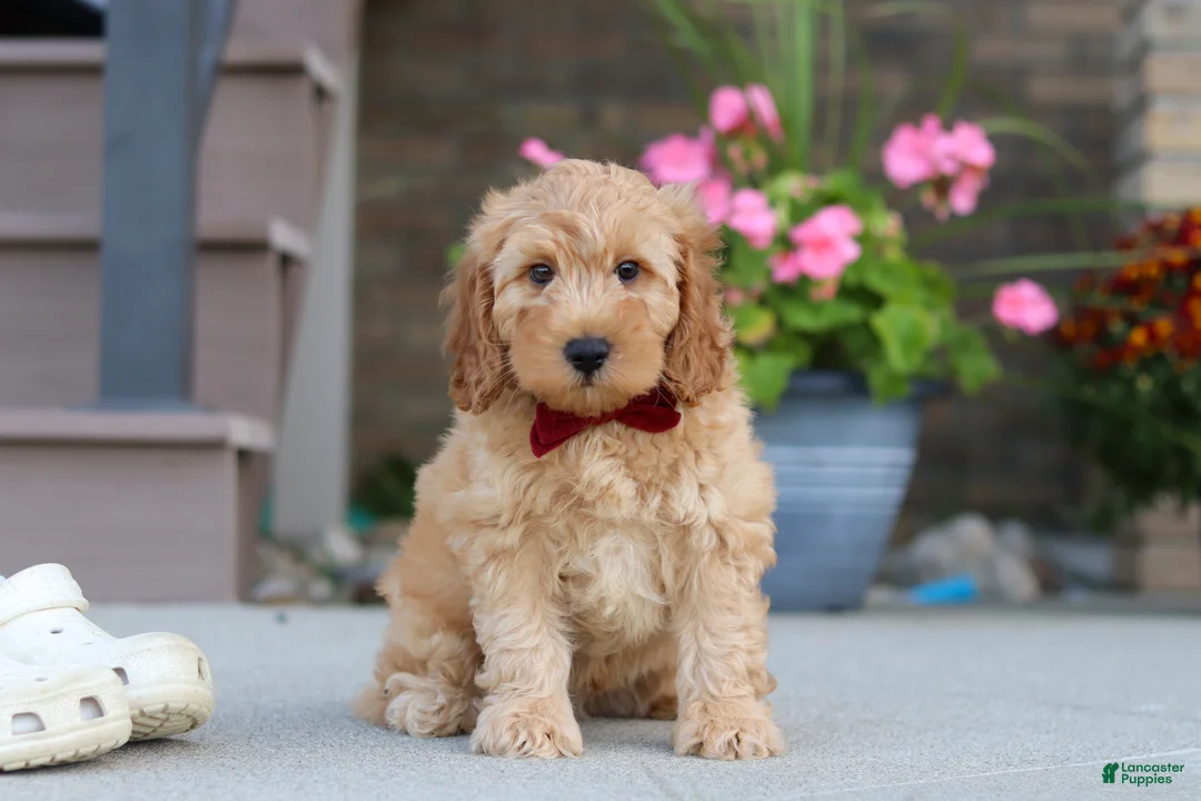 Miniature Labradoodle dogs for sale: Jasper - Ad 2