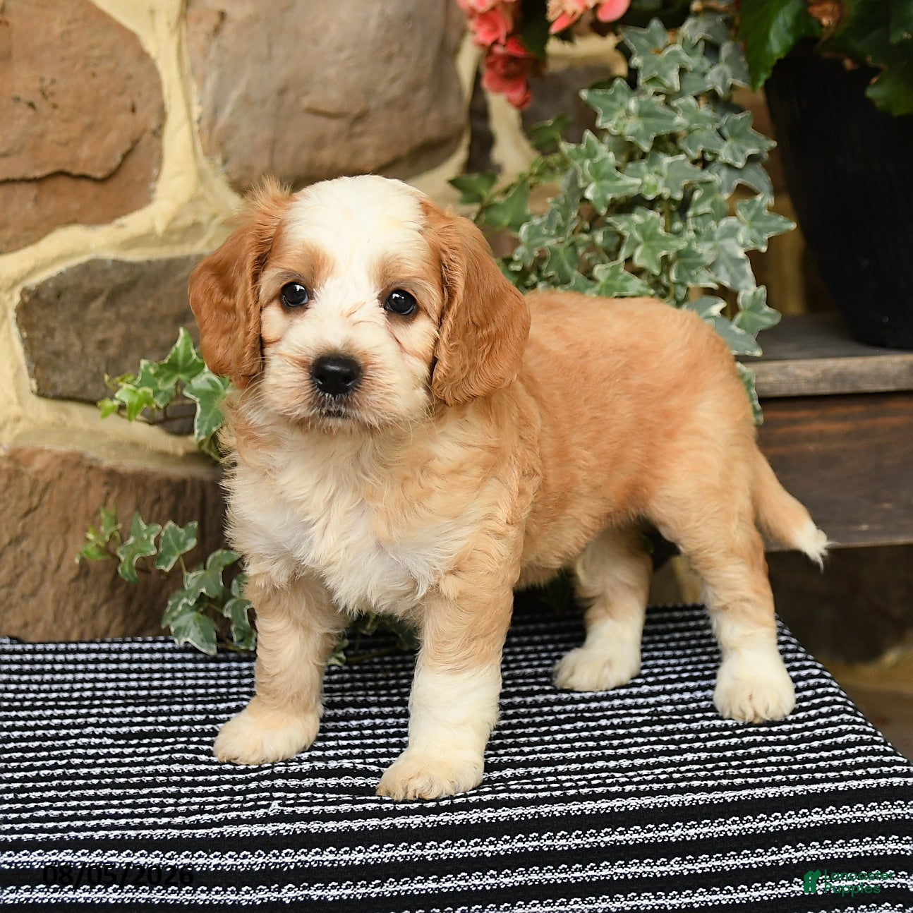 Cockapoo dogs Starbucks - Ad 2