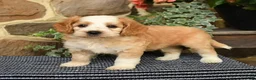 Cockapoo dogs for sale: Starbucks - Ad 2