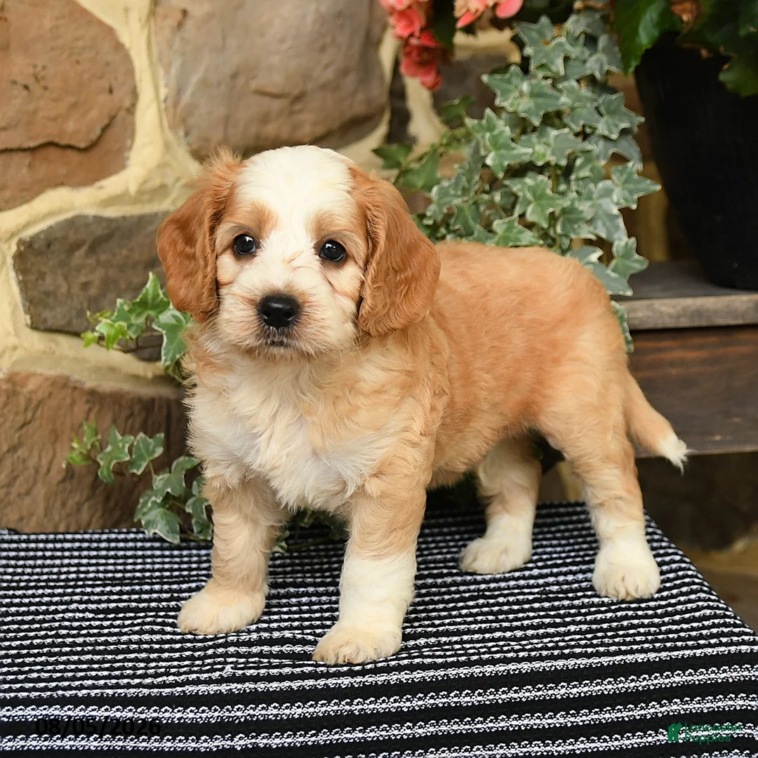 Cockapoo dogs for sale: Starbucks - Ad 2