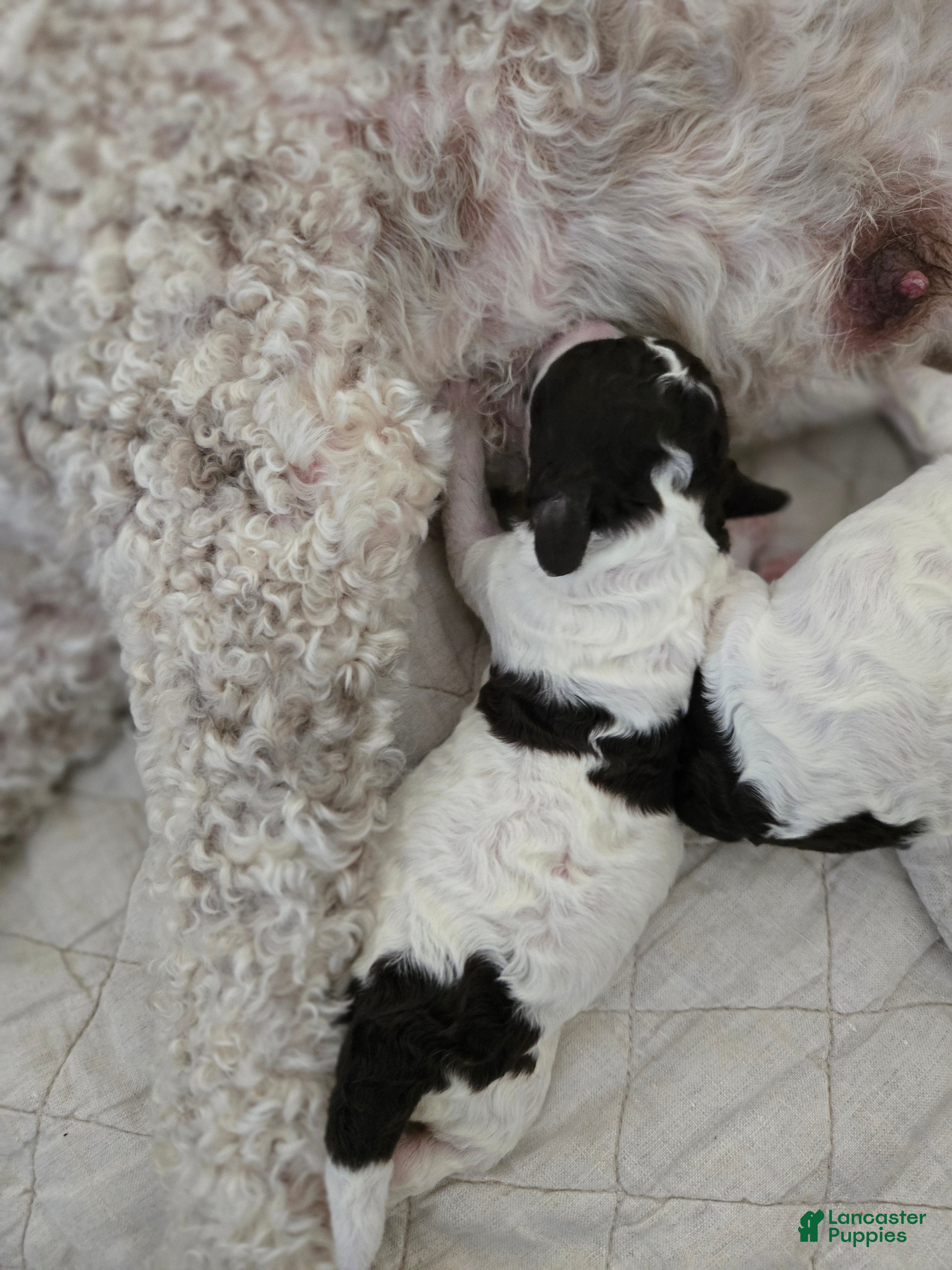 Spanish Water Dog dogs for sale: Spanish Water Dog Puppy 7 - Ad 3