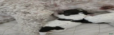Spanish Water Dog Puppy 7