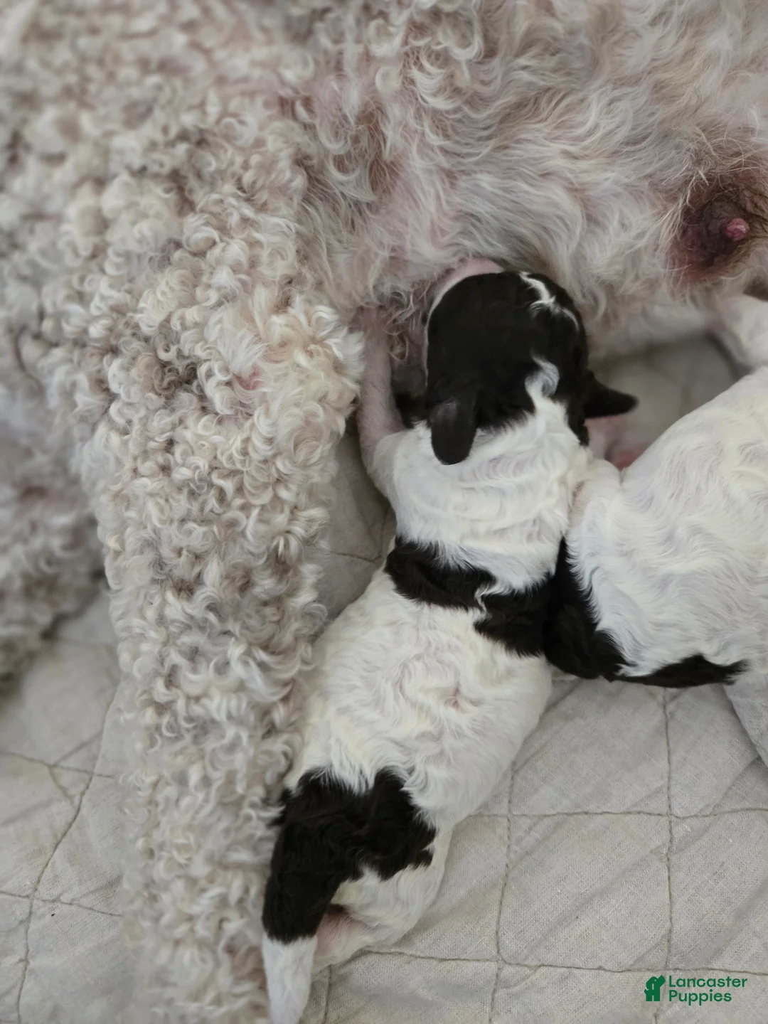 Spanish Water Dog dogs for sale: Spanish Water Dog Puppy 7 - Ad 1