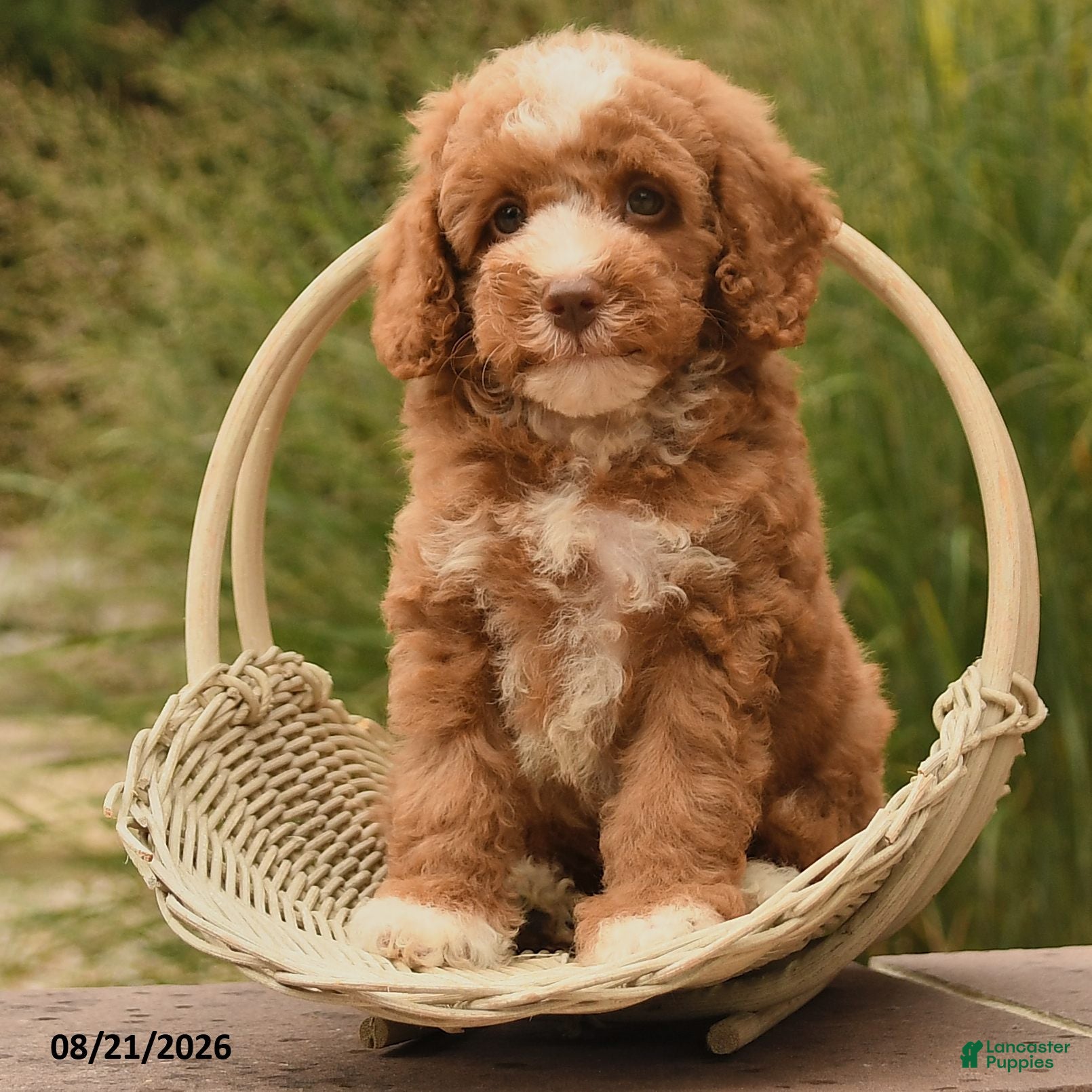 Cockapoo dogs Oliver - Ad 2