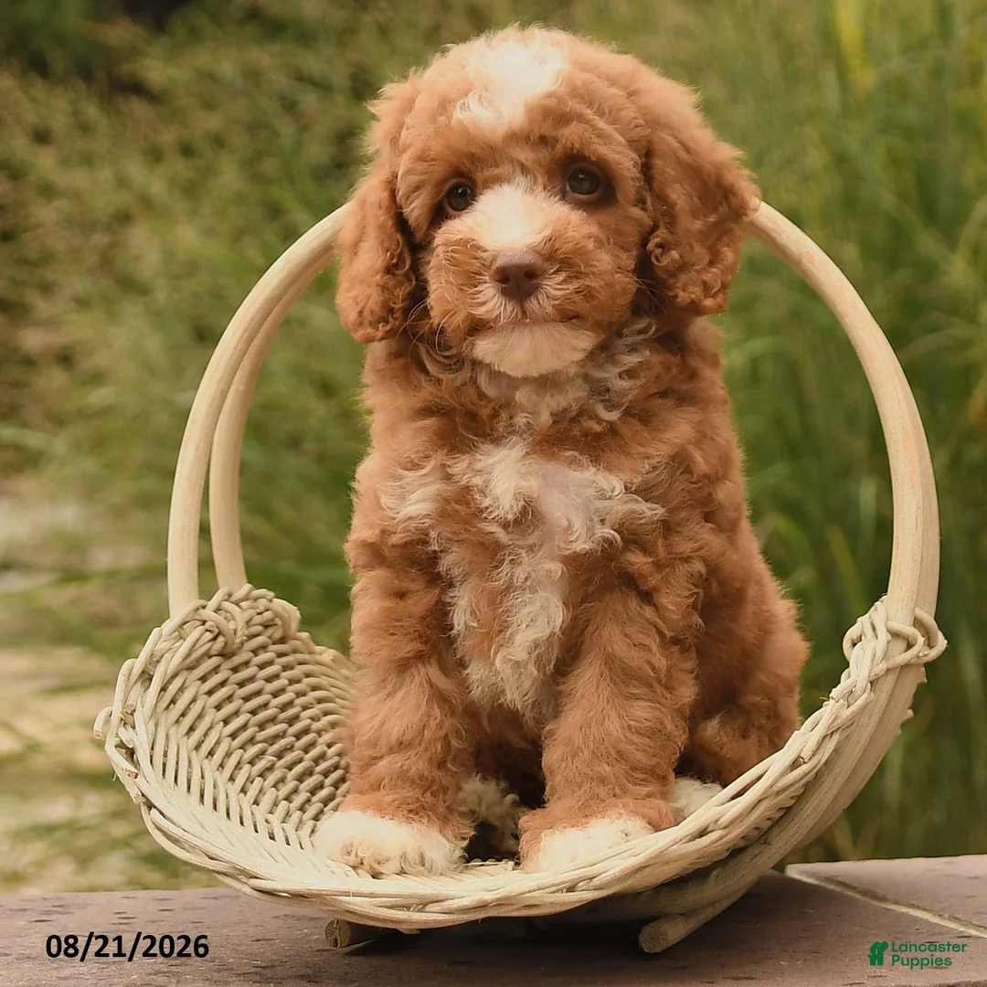 Cockapoo dogs for sale: Oliver - Ad 2