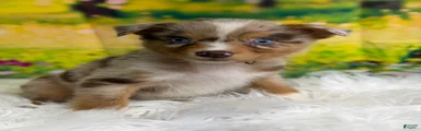 Australian Shepherd clawhauser