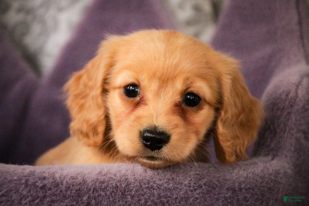 Miniature Dachshund dogs for sale: Taffy - Ad 2