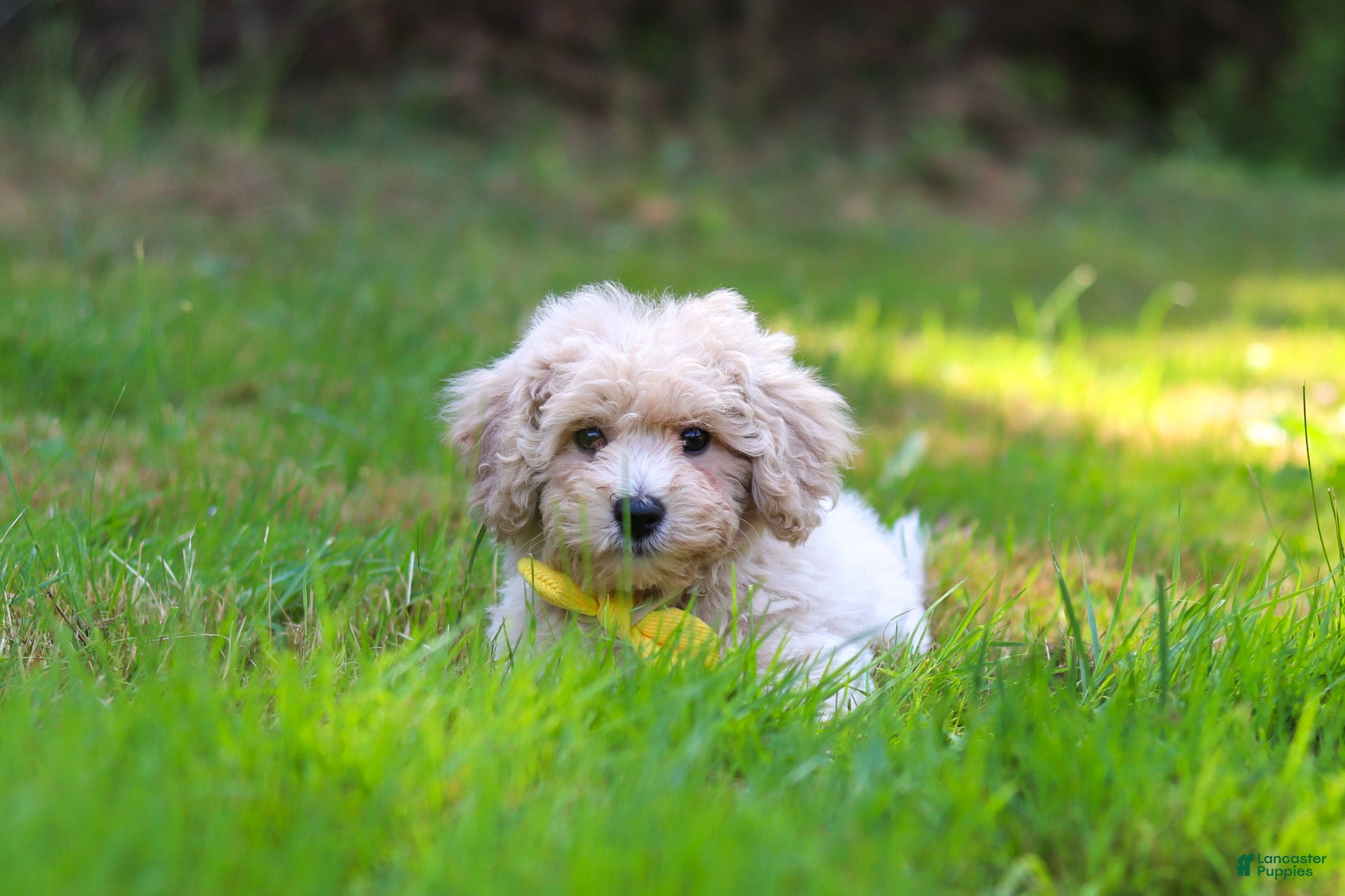 Bichpoo dogs Caleb - Ad 2