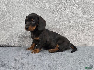 Miniature Dachshund dogs - Ad 16