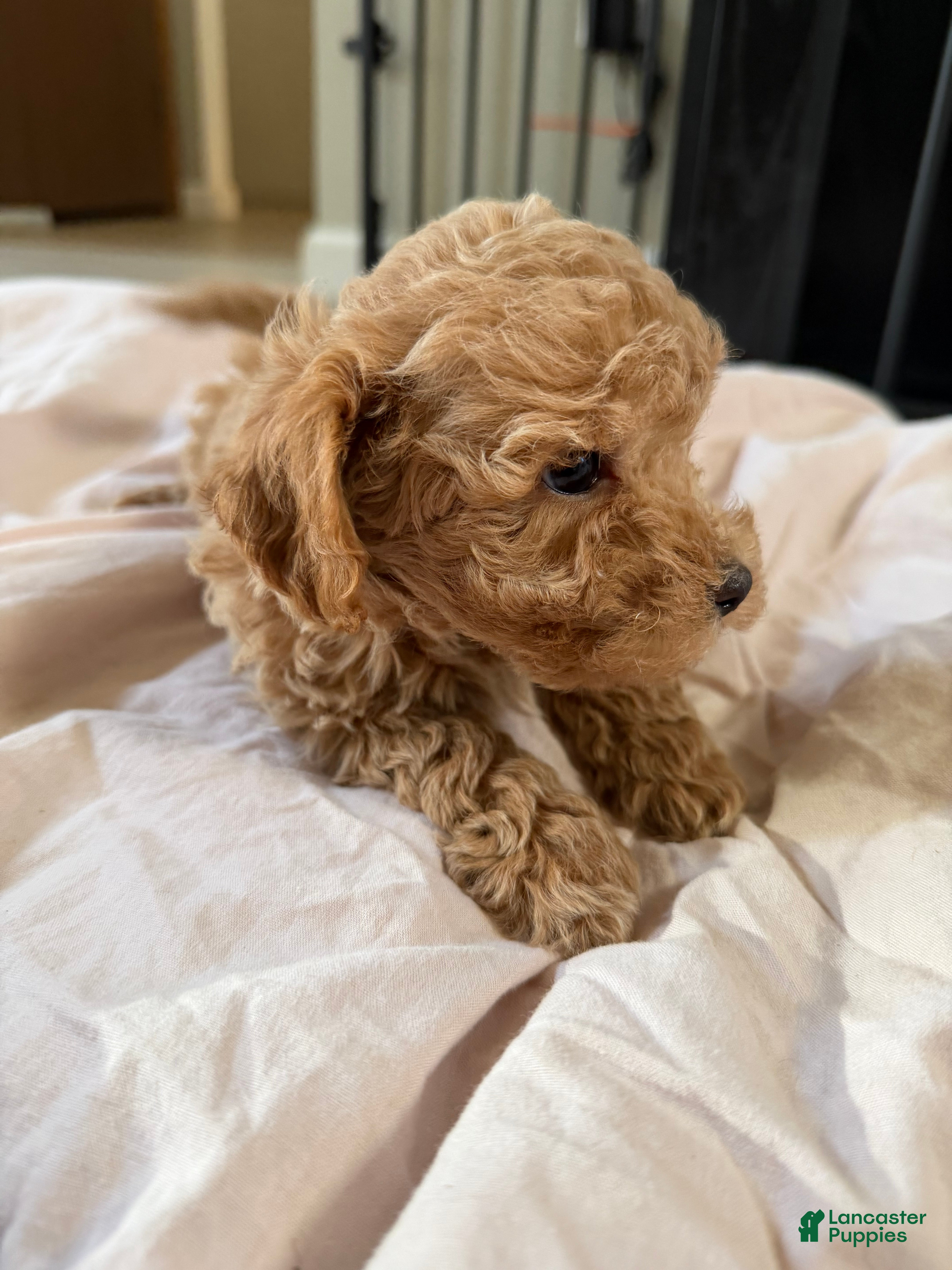 Mixed Breed dogs Mixed Breed 2 - Ad 23