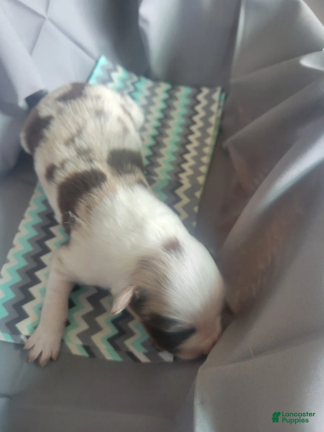 Australian Shepherd dogs for sale: Australian Shepherd 5 - Ad 2