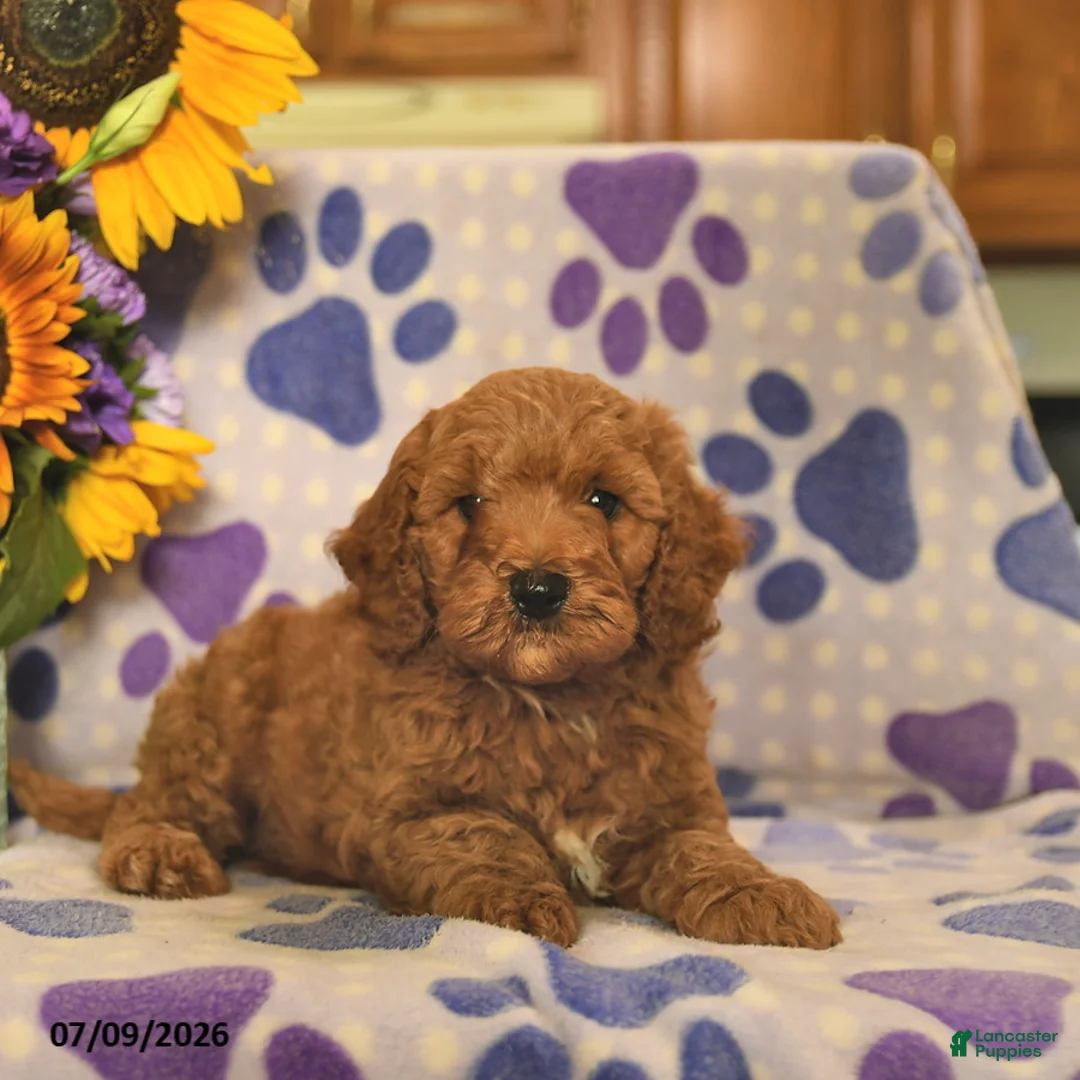 Cockapoo dogs for sale: Asher  - Ad 3