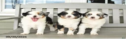 Australian Shepherd dogs for sale: Leo - Ad 5