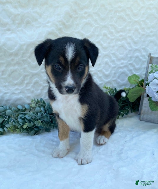 Border Collie dogs Petey - Ad 1