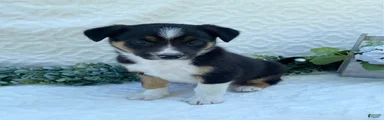 Petey