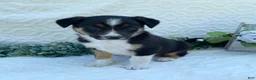 Border Collie dogs for sale: Petey - Ad 1