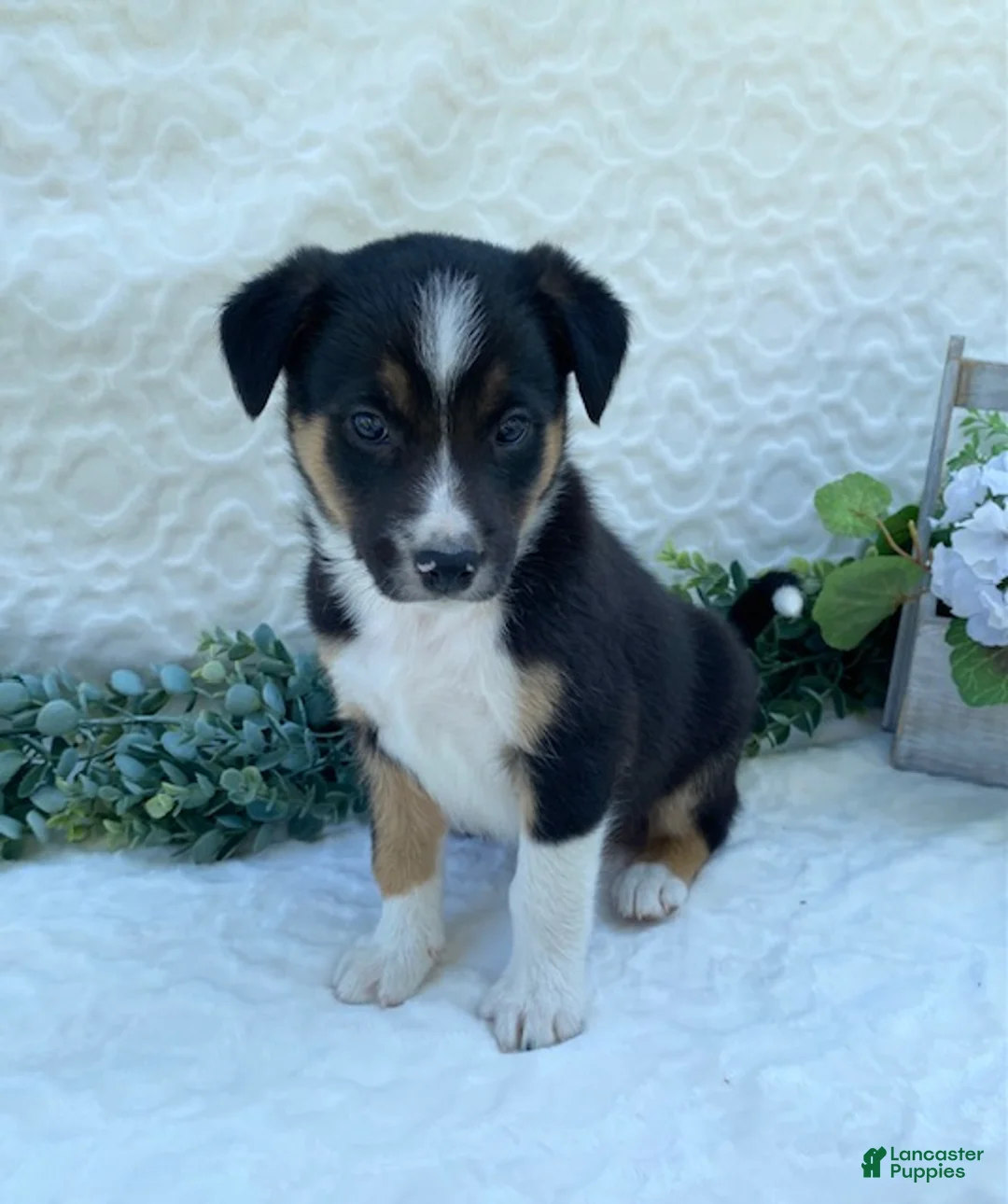 Border Collie dogs for sale: Petey - Ad 1