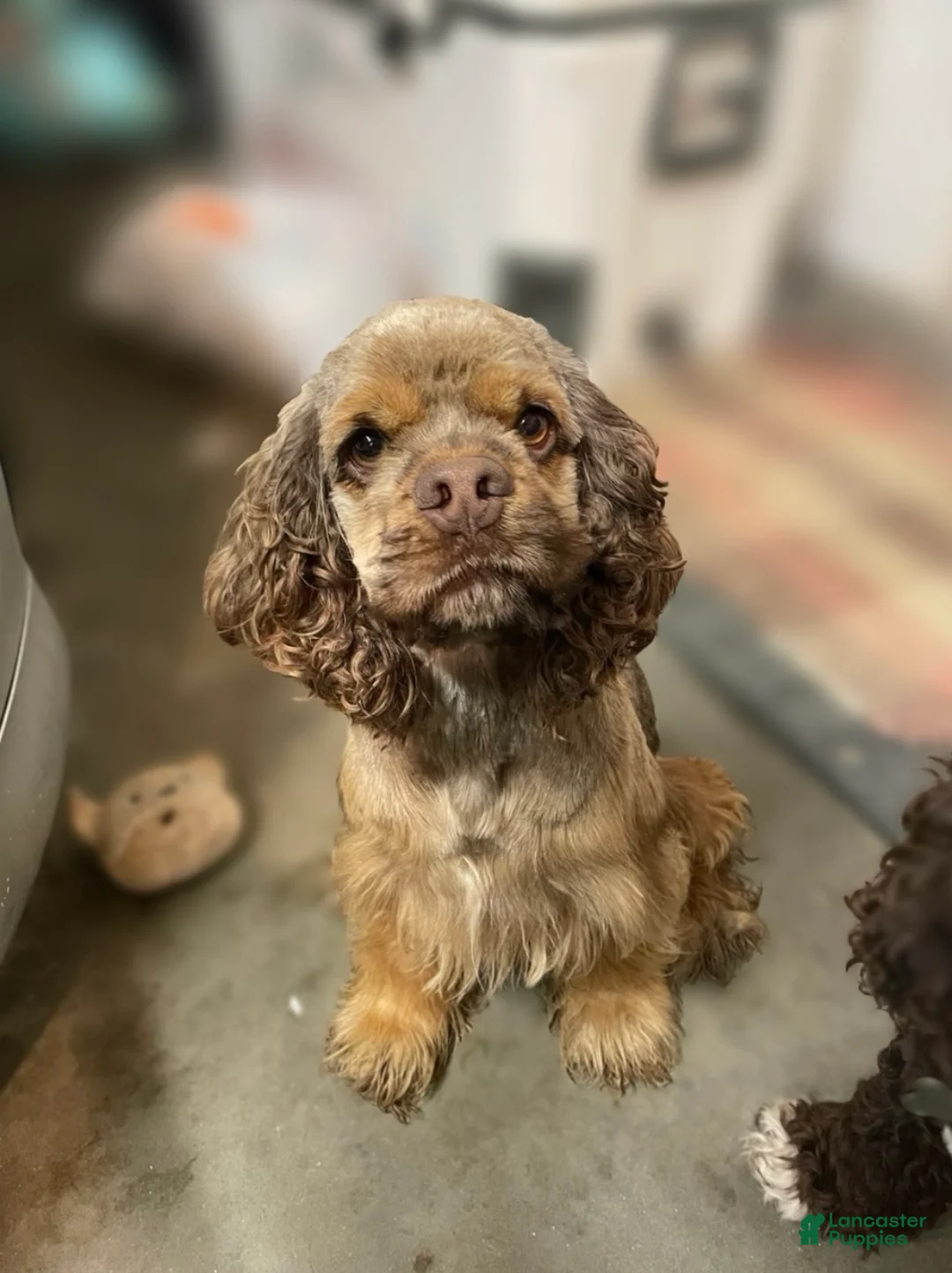 Cocker Spaniel dogs for sale: Maxine - Ad 3