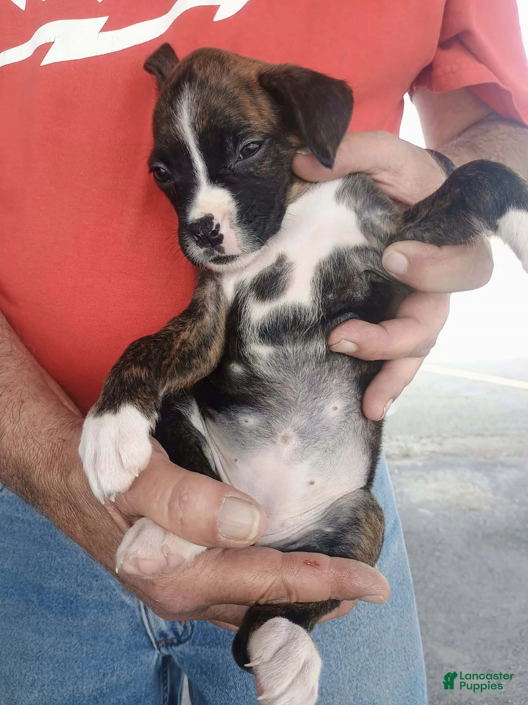 Boxer dogs for sale: Ms Lollipop - Ad 1