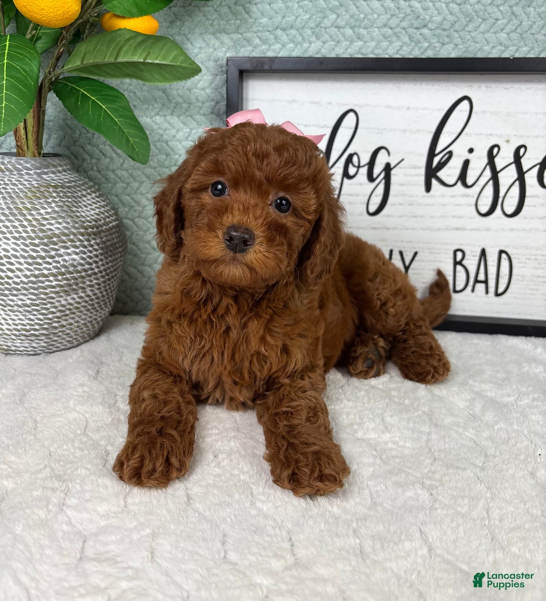 Mini Goldendoodle dogs for sale: Gingerbread - Ad 2