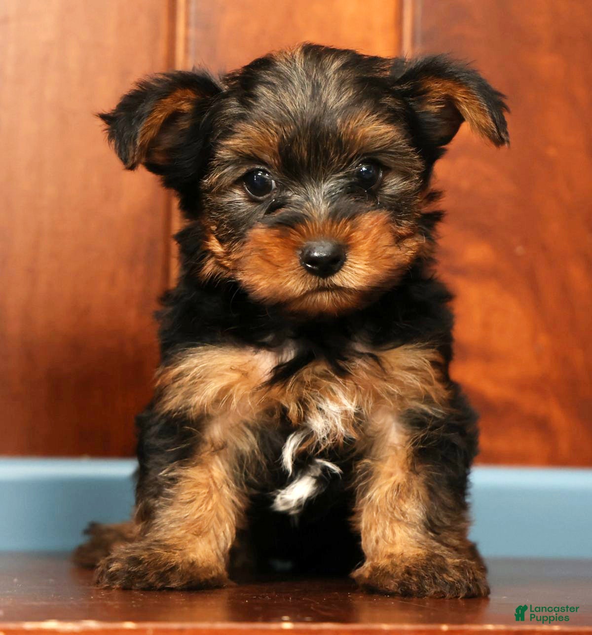 Yorkshire Terrier dogs Mason - Ad 2