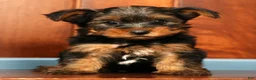 Yorkshire Terrier dogs for sale: Mason - Ad 2