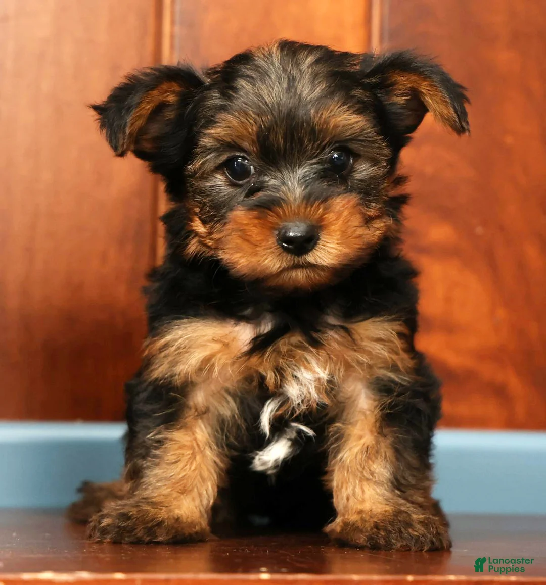 Yorkshire Terrier dogs for sale: Mason - Ad 2