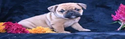 Mixed Breed dogs for sale: Princess - Ad 7