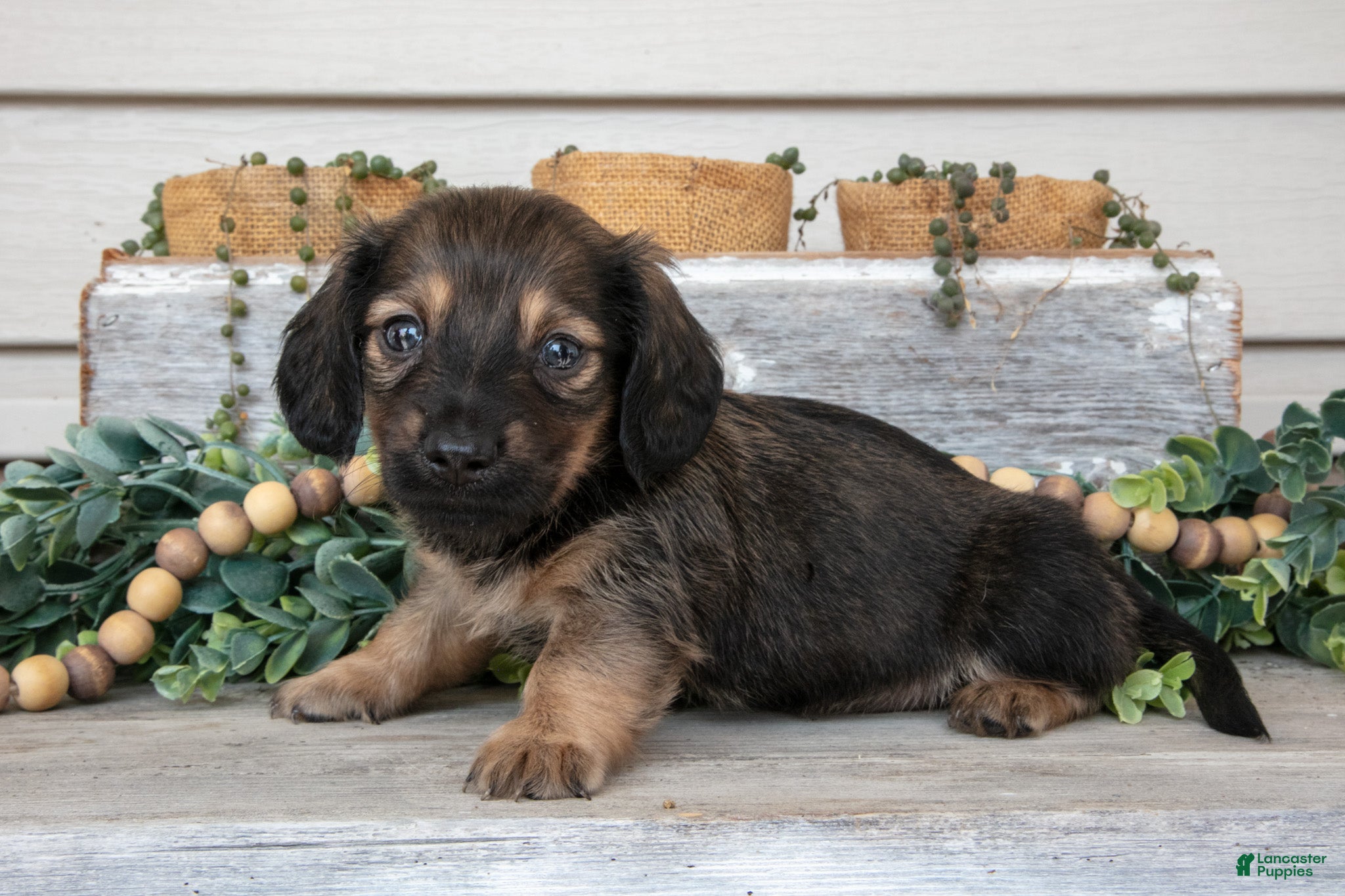 Miniature Dachshund dogs Tristian - Ad 2