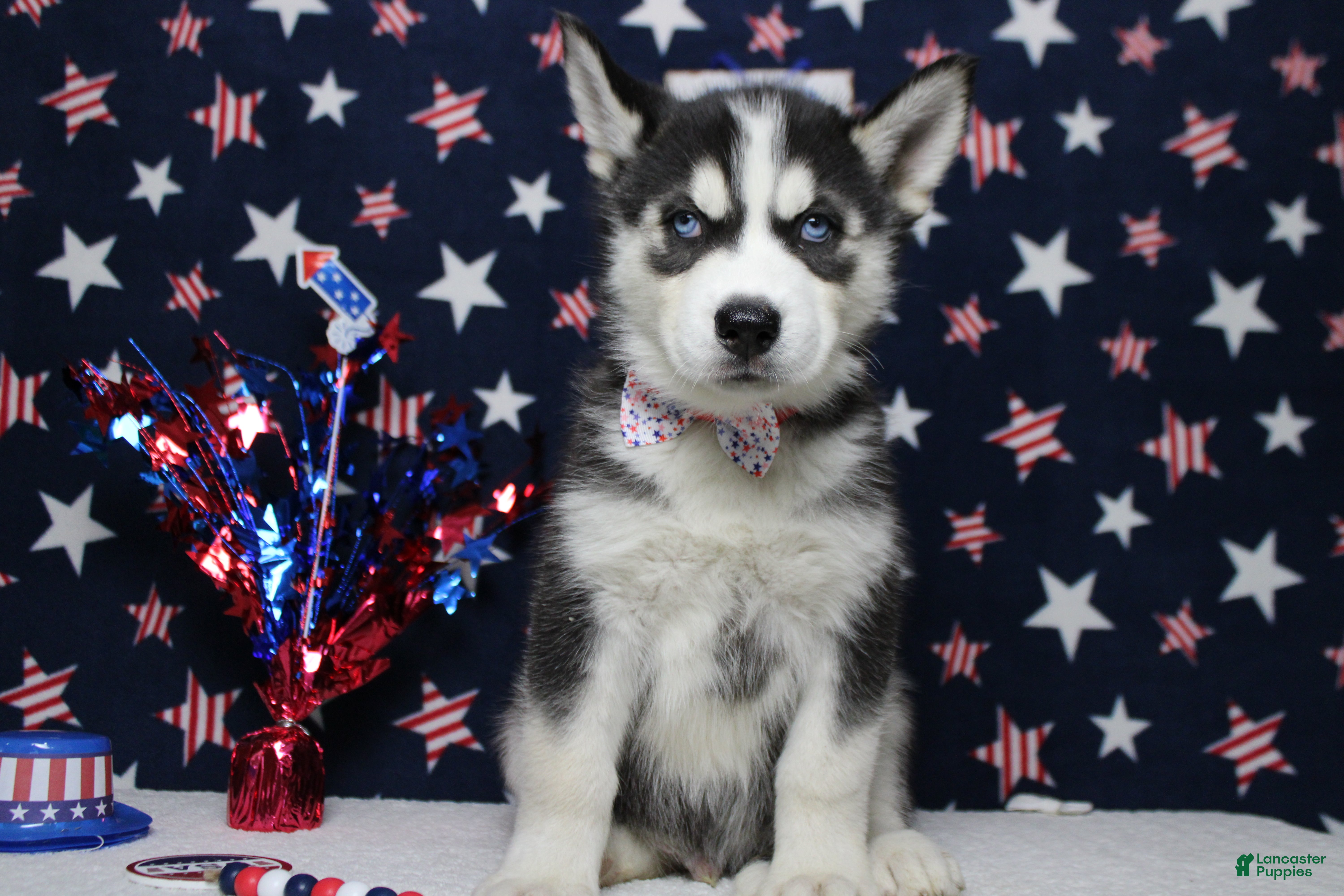Siberian Husky dogs Atlas - Ad 6