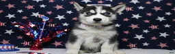 Siberian Husky dogs for sale: Atlas - Ad 1